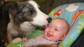 Dogs Meeting Babies For The First Time Compilation 2017 BEST OF