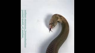 #repost @world_of_snakes #cobra#herpetology#herps#reptile#snake#instasnake