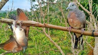 Attract Turtledoves for Entertainment