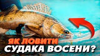 Як ловити СУДАКА ВОСЕНИ?  Місця ловлі ТОП приманок найкращі проводки для ловлі судака на спінінг