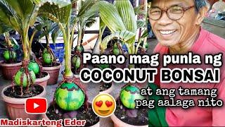 PAANO MAG PUNLA NG COCONUT BONSAI  Madiskarteng Eder