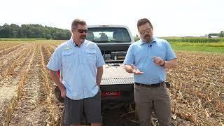 Bumper Crops Cover Crops After Corn Silage Harvest