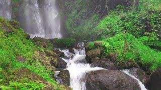 Goodbye Tedium with Nature Sounds Forest Waterfall sleep sounds water sounds asmr water sounds