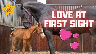 Orphan foal meets foster mother QueenUniek. Ive never seen this before Amazing  Friesian Horses