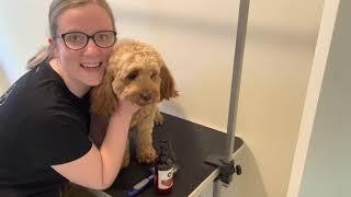 How to groom your Cavoodle