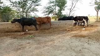 animals mating murrah buffaloanimals meeting murrah buffalo