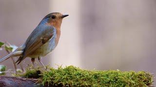 Birds Singing Without Music 8 Hour Bird Sounds Relaxation Soothing Nature Sounds Birds Chirping