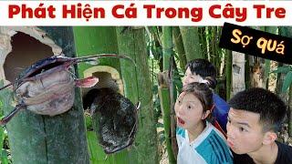 DTVN Vlog  Tập 160 Bài học nhớ đời cho kẻ giám bắt nạt trẻ trâu PHÁT HIỆN CÁ TRÊ TRONG CÂY TRE 