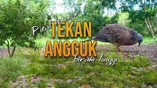 Pikat Tekukur Gacor Tekan Angguk