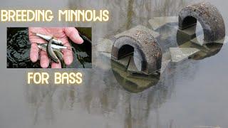 How To Build a Minnow Breeding Station - Breeding Minnows for Bass  Life in France  Minnows