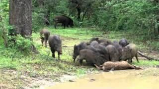 Wildboar feasting on a deer - Yala National Wildlife Reserve Sri Lanka