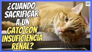  ¿CUÁNDO SACRIFICAR A UN GATO CON INSUFICIENCIA RENAL? 