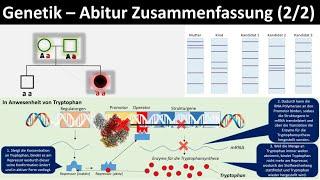 Genetik Einführung  Zusammenfassung 22 - Abitur Biologie Genetik Oberstufe