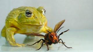 A frog gets excited by a giant hornet after a long time