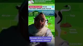 PENYAKIT KUKU DAN MULUT PADA HEWAN TERNAK