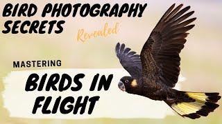Mastering BIRDS IN FLIGHT Photography - Bird Photography Secrets Revealed - Jan Wegener Vlog