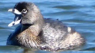 Grebe bird swimming & diving call sound  Pied billed