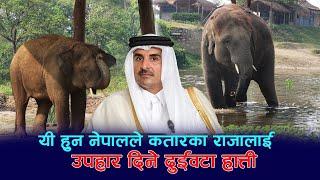 नेपालले कतारका राजालाई उपहार दिने दुईवटा हात्ती यस्ता छन । Nepal presents 2 elephants to Qatar