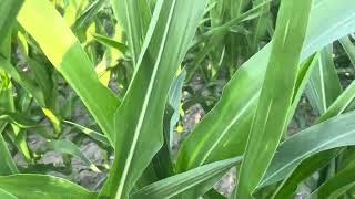 2023 crop videos number 6