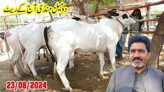 Today Domail Mandi Fatehjang Rate’s update23Aug2024-Part03Sunny Video Fateh Jang Cow Mandi 2024