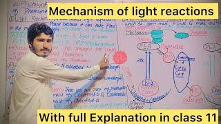 Light reactions of Photosynthesis  Cyclic and Non Cyclic Photophosphorylation#mdcat biology