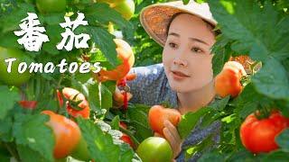 Tomatoes - Are tomatoes vegetables or fruits?
