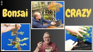 Maple Chinese Elm Tanuki & Guests at Bonsai for Breakfast Ep 12