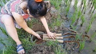 VN Daily - Beatiful girl The Eels Trap with Bamboo Tube in Vietnam  Vietnam Traditional Eel
