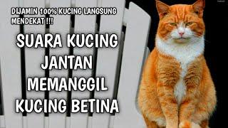 SUARA KUCING JANTAN MEMANGGIL BETINA - Dijamin 100 % Kucing Langsung Mendekat 