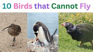 10 Birds Cannot fly names and images  Birds that not able to fly  Walking birds