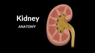 Kidneys Functions Structures Coverings Nephron - Urinary System Anatomy