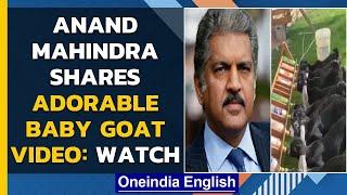 Anand Mahindras video of baby goats is winning hearts on Twitter Oneindia News