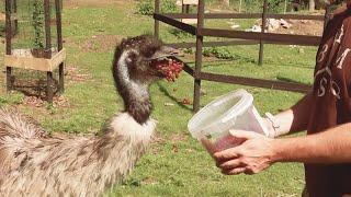 Feeding snacks to our animals ⸜˶˃ ᵕ ˂˶⸝