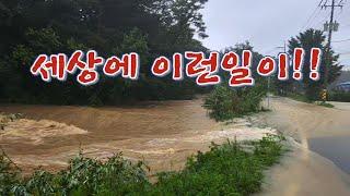 엄청난 폭우로 초대물이 논에서 튀나왔다Catfish poured out in the heavy rain.