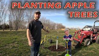 Planting Apples Trees in Our Backyard