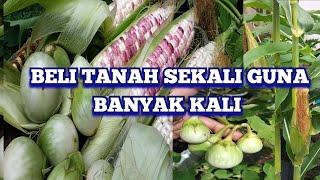 TIPS TANAMAN SENTIASA BANYAK HASIL DAN SUBUR HANYA GUNA TANAH LAMA‼️‼️