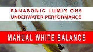 Lumix GH5 Underwater Footage  Manual White Balance  Nauticam Housing