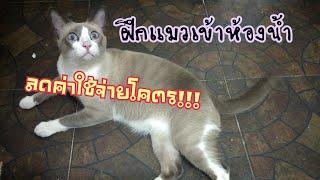 Meows Story I ประหยัดค่าใช้จ่ายได้มากโข ฝึกแมวเข้าห้องน้ำ