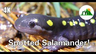 Spotted Salamanders Everything You Need To Know  4k