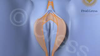 Composite Reduction Labiaplasty Labia + Clitoral Hood Reduction correction of clitoral protrusion