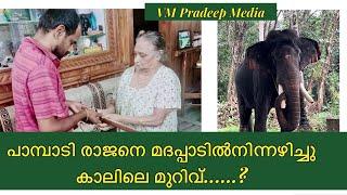 Pampady Rajan മദപ്പാടിൽനിന്നഴിച്ചു2024 കാലിലെ മുറിവ്@VMPRADEEP#elephant#forest#keralatourism