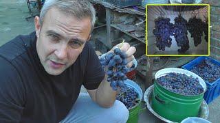 How to preserve grapes?