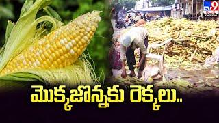 మొక్కజొన్నకు రెక్కలు..- TV9