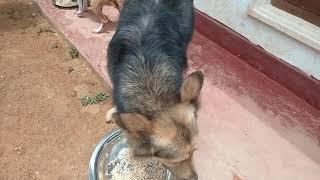 german shepherd eating 