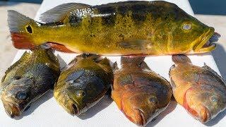 INVASIVE Multispecies Catch Clean Cook Mayan Cichlid Peacock Bass Oscar