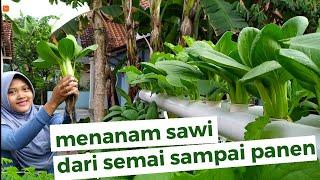 Sawi hidroponik dari semai sampai panen  tutorial Hidroponik pemula