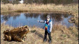 Staw ropuchy żaby i skrzek