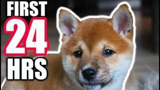 FIRST 24 HOURS With My New SHIBA INU PUPPY as a first time dog owner