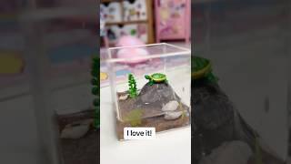 Making a TINY TURTLE SET UP