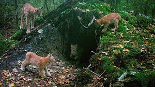 Lynx mother and her playful kittens in the variety of habitats. Lynx male is often nearby.